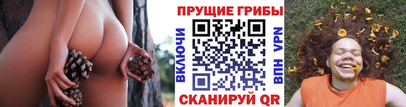 Псилоцибиновые грибы Psilocybe Новотитаровская